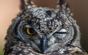 RadOwl, the radical owl, aka J.M. DeBord