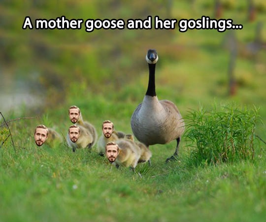 dream about geese and gosling